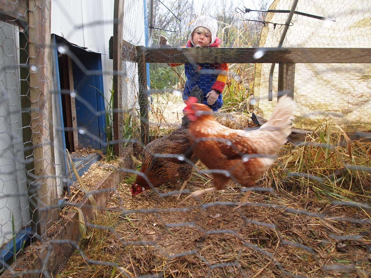 Blue Fox Farm takes kindergarten to the forest Science & Tech Vox Magazine