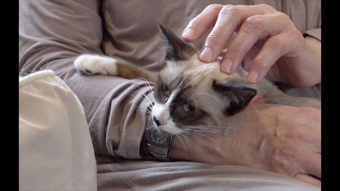 Papa S Cat Cafe Offers Furry New Friends To Adopters Video Vox Magazine