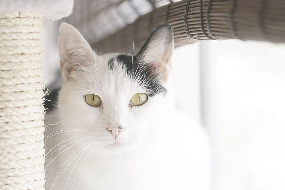 Papa S Cat Cafe Opens In Columbia Magazine Vox Magazine