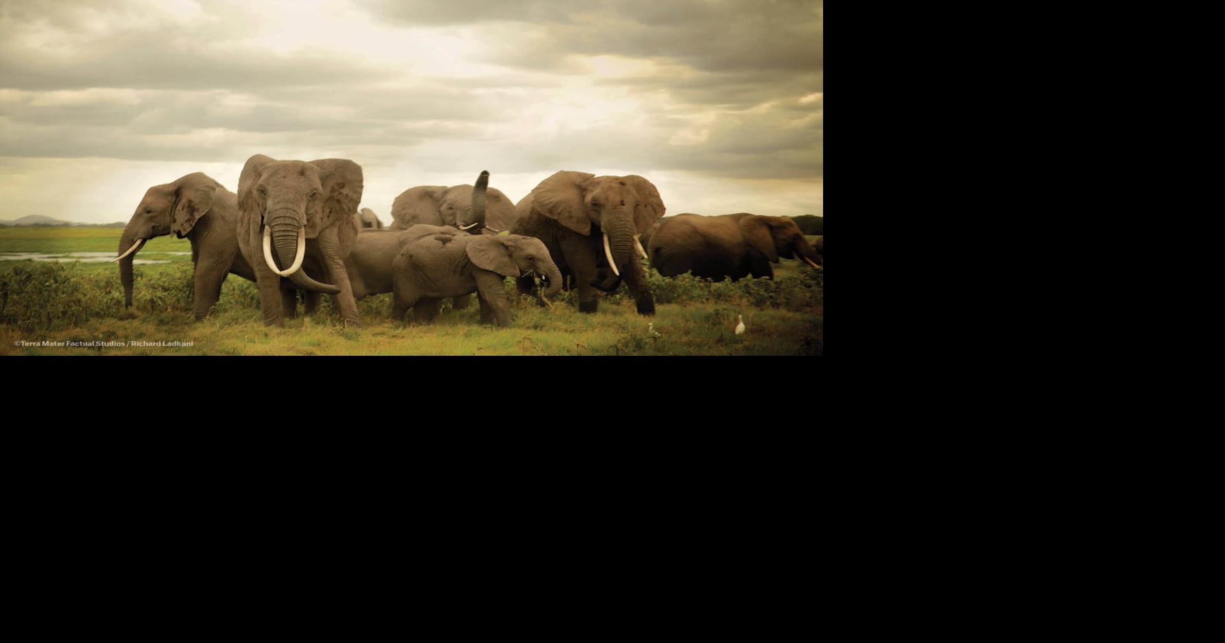 New Netflix documentary 'The Ivory Game' uncovers the world of poaching ...