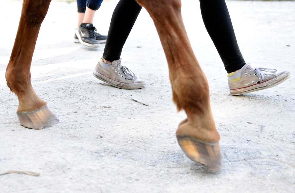 Taking the reins Equine therapy helps Zander Crouch thrive Magazine