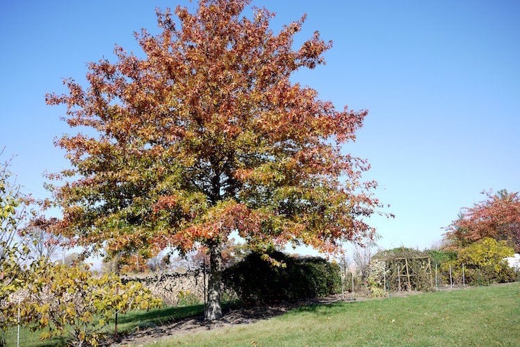 Popular Missouri trees and how they change in the fall