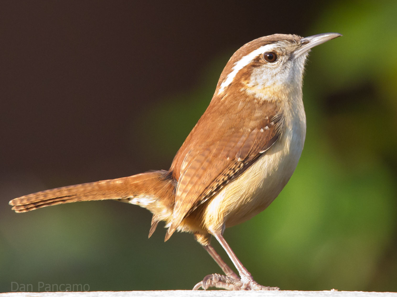 A Bird S Eye View Of One Of Mid Missouri S Best Bird Watchers   5b9bc74434207.image 