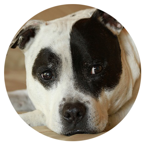 absoluteDOGS - 💡🐾🐶 SPOTLIGHT ON: Pit Bulls and Bully breeds 🐶🐾💡 Pit  Bulls and Bully breeds are the descendants of the English Bulldog and were  known for their exceptional work ethic and