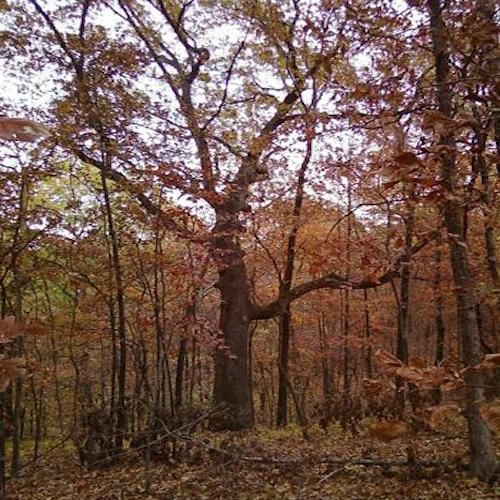 Popular Missouri trees and how they change in the fall