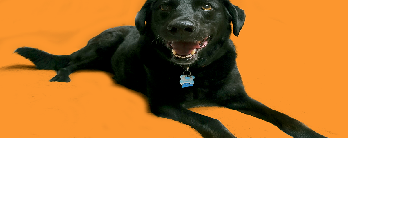 Dog daze hot sale natural pet market