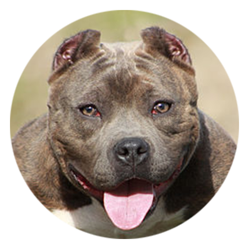 absoluteDOGS - 💡🐾🐶 SPOTLIGHT ON: Pit Bulls and Bully breeds 🐶🐾💡 Pit  Bulls and Bully breeds are the descendants of the English Bulldog and were  known for their exceptional work ethic and