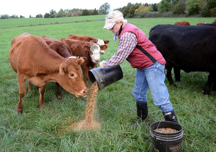Missouri farmer is up to her elbows in cattle — literally ...