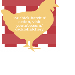 Ship-a-chick: baby chickens in the mail | People | Vox Magazine