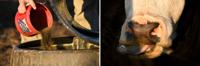 Ben Thomas's cattle crisis