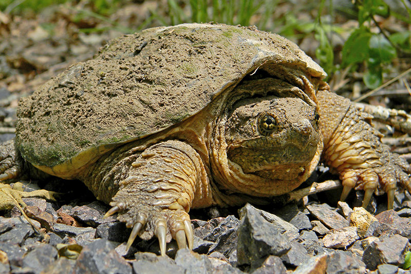 Wildlife watch 7 Missourinative species to spot outside News