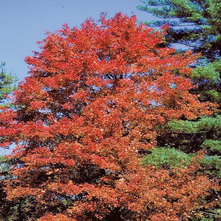 Popular Missouri trees and how they change in the fall News