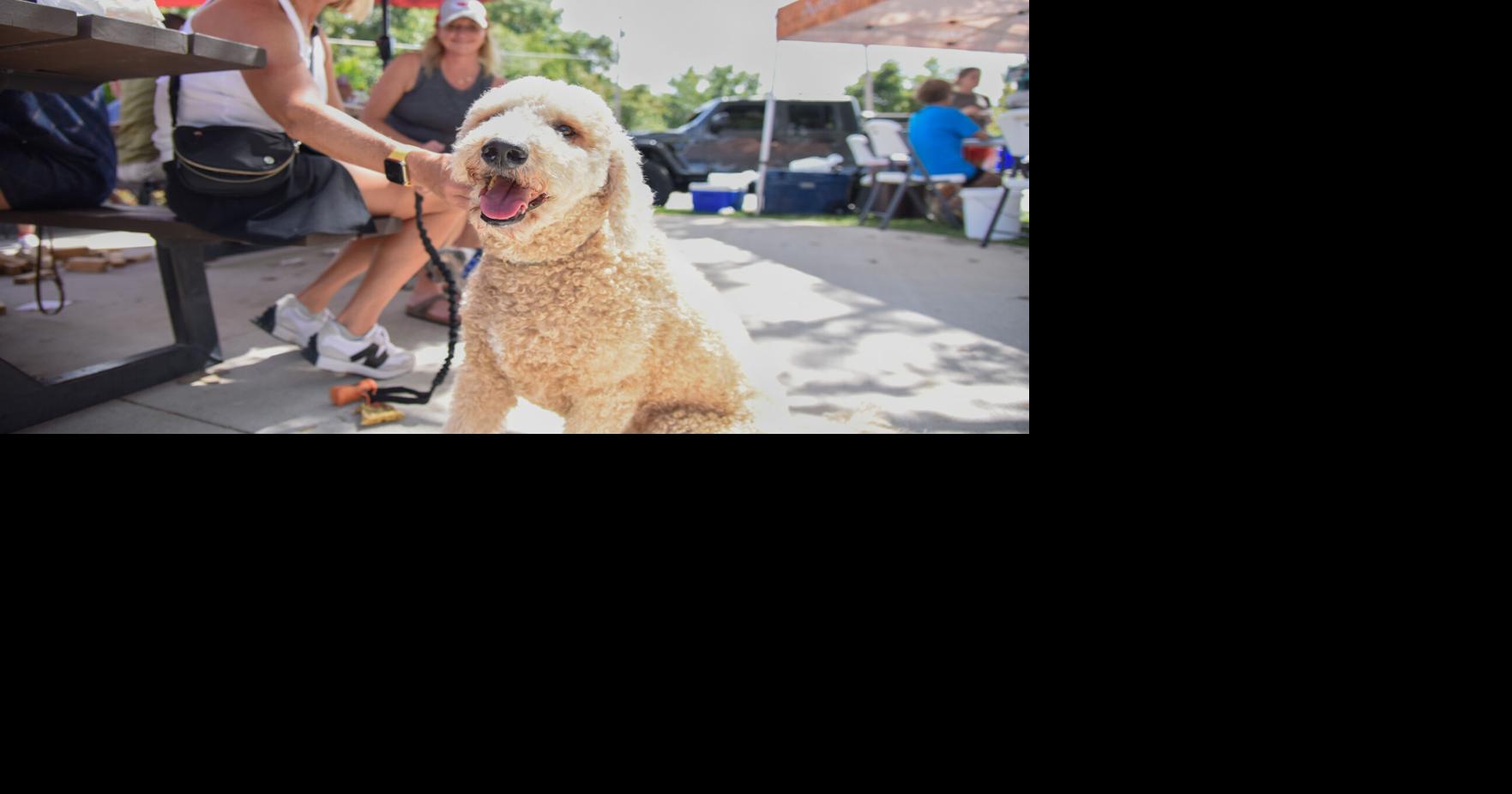 Who let the dogs out? These restaurant patios your pup
