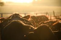 Ben Thomas's cattle crisis