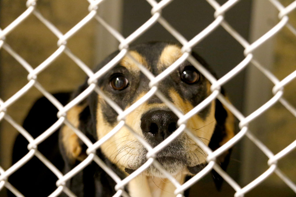 Meet The Team That Keeps Columbia Animals Safe Magazine Vox