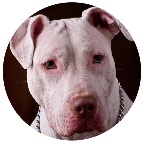 absoluteDOGS - 💡🐾🐶 SPOTLIGHT ON: Pit Bulls and Bully breeds 🐶🐾💡 Pit  Bulls and Bully breeds are the descendants of the English Bulldog and were  known for their exceptional work ethic and