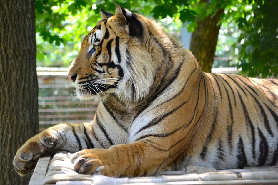 Tiger King Missouri Style Is Your Favorite Tiger Facility A True