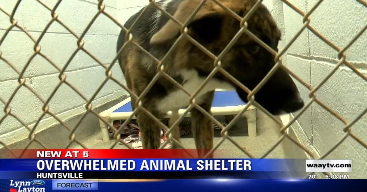 Overwhelmed Animal Shelter | Video Overwhelmed Animal Shelter | Video