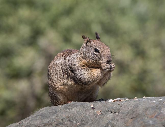California squirrels are showing carnivorous behavior for the first time, scientists say