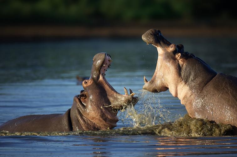 The Hippo (short for Hippopotamus Defense) is a setup that can be used