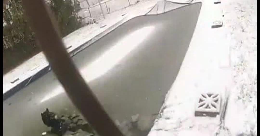 Pennsylvania police rescue dog from frozen swimming pool