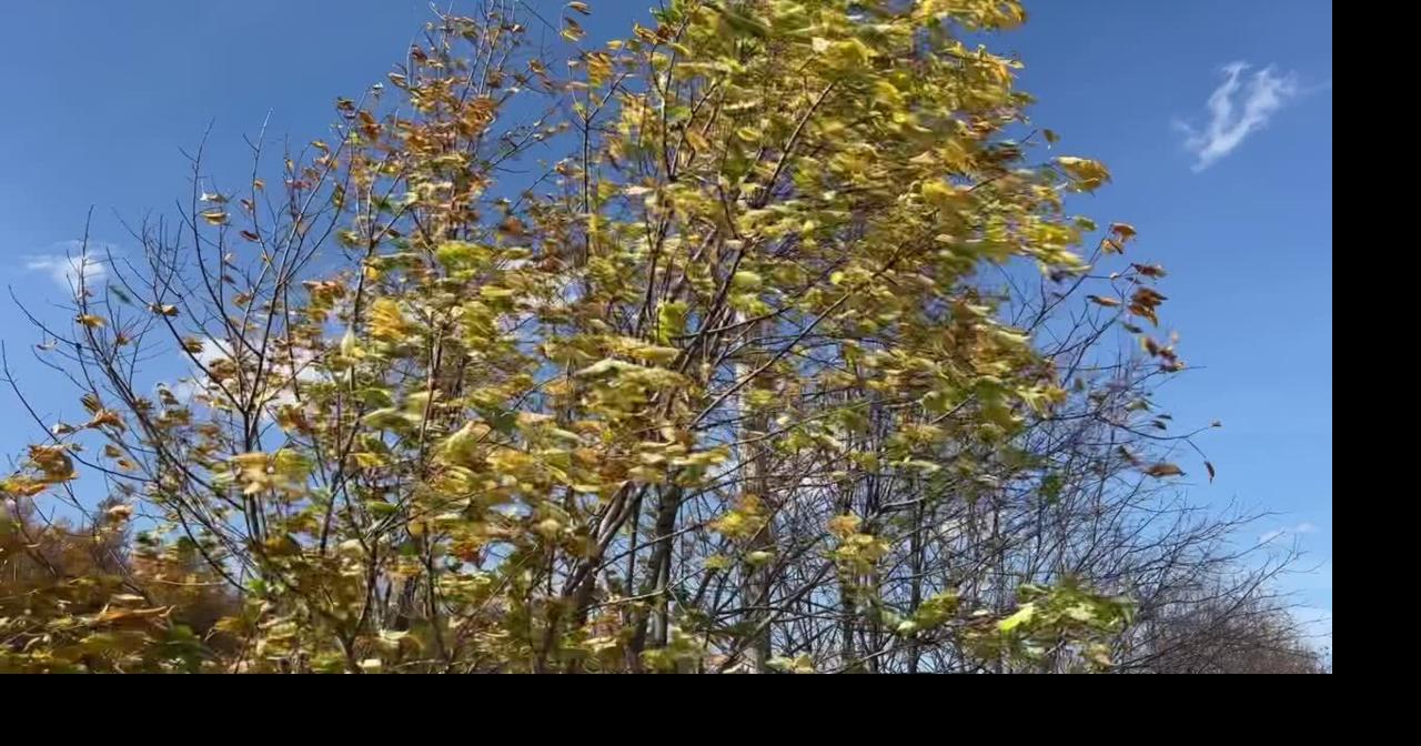 Strong winds rip fall leaves off trees in Iron River, Michigan Video