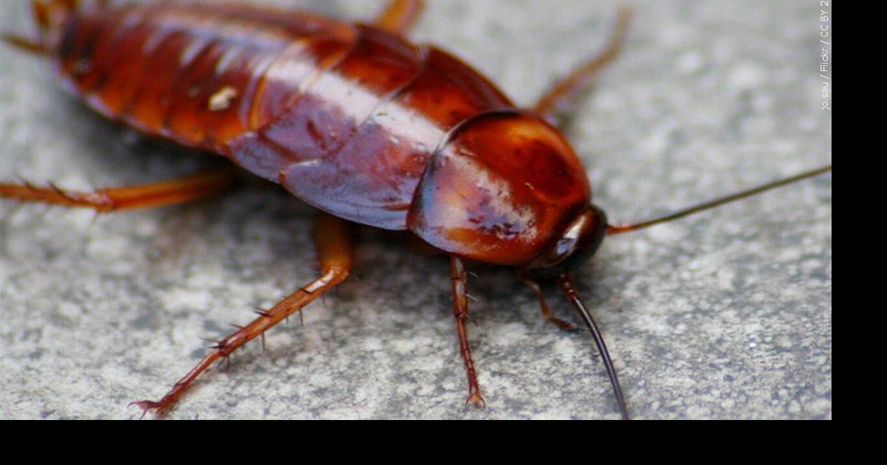 Company Will Pay You 2000 To Release 100 Cockroaches To Your Home