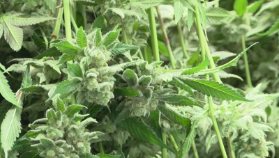 Medical marijuana in Decatur