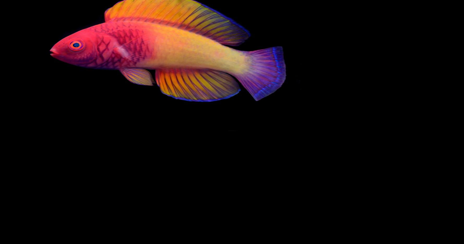 Newly discovered rainbow-colored fish lives in the ocean's
