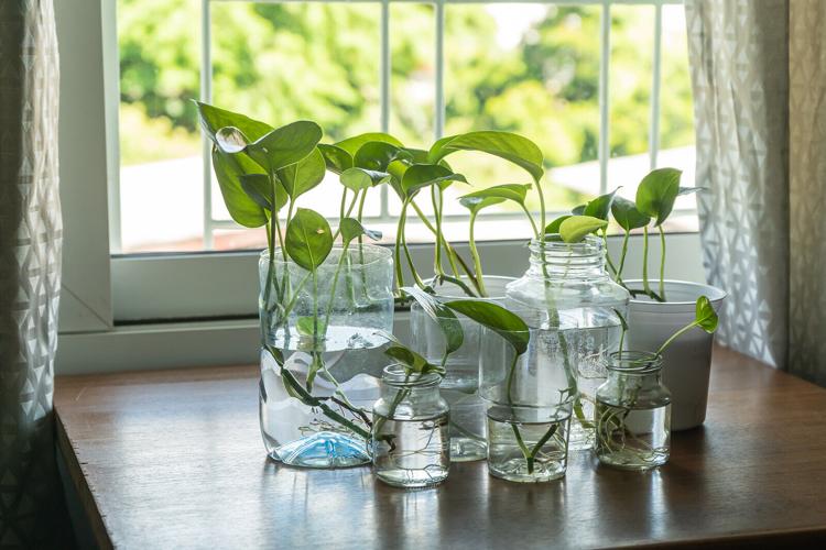 big tomatoes plants Big Boy Tomato Plant - Two (2) Live Plants - Not Seeds - Each 5