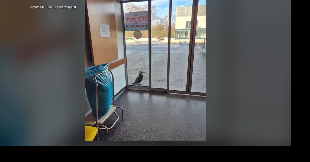 Injured bird taps on hospital door for help in Germany