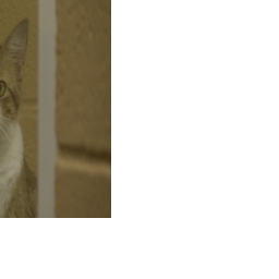 Dekalb Co. Animal Adoption Center hoping community will work to stop the cycle of surrender