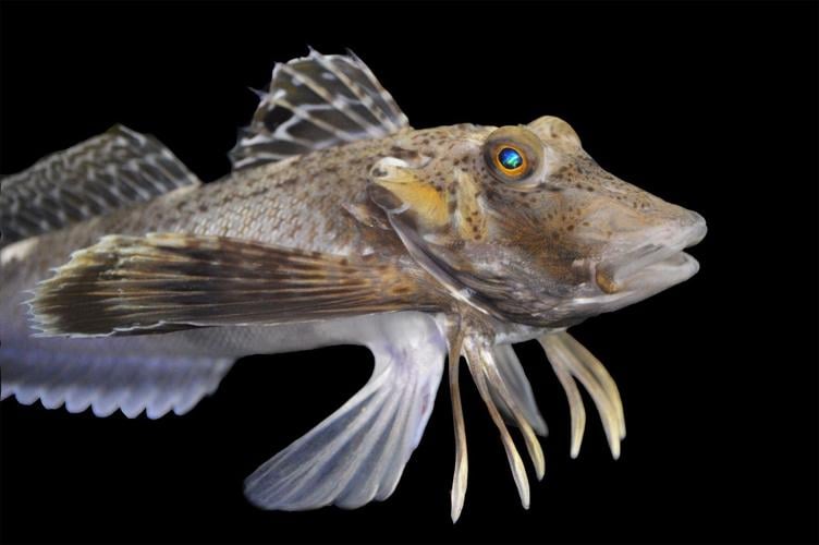 Sea robins are fish with ‘the wings of a bird and multiple legs like a crab’