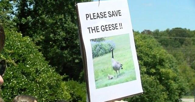 Edgewater residents rally 2nd day to spare Canada geese