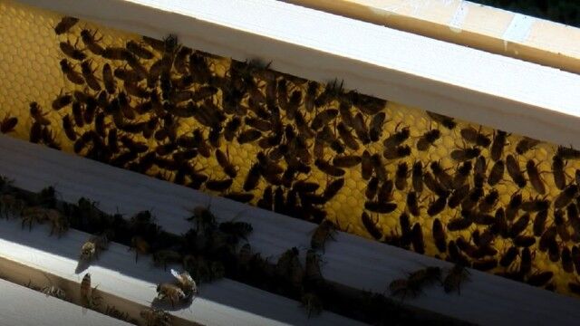 A group of bees in a Priceville High School hive.