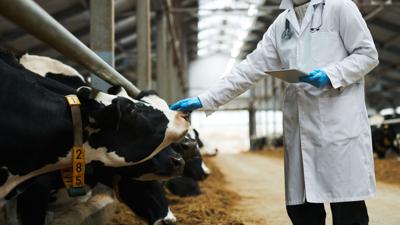 Bird flu infections went undetected in veterinarians, CDC study shows