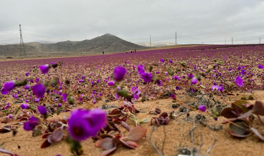 The driest desert on the planet is in bloom