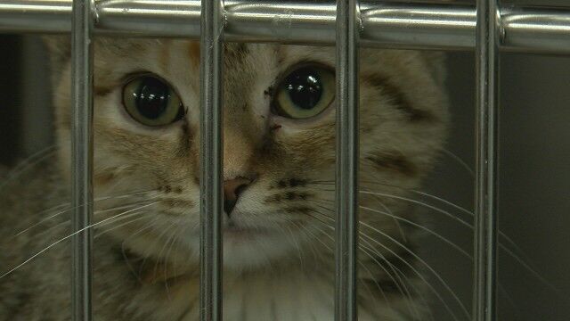 Huntsville Animal Shelter 'constantly overwhelmed' by too many animals, not  enough room or adoptions | News 