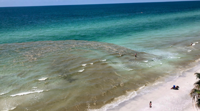 'Sea sawdust,' Visitors spot brown, discolored water at some Florida beaches