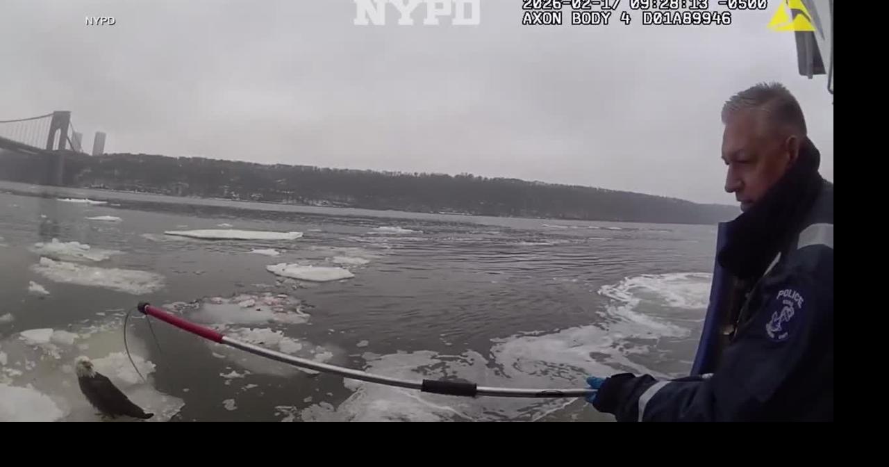 New York police rescue injured bald eagle floating on ice