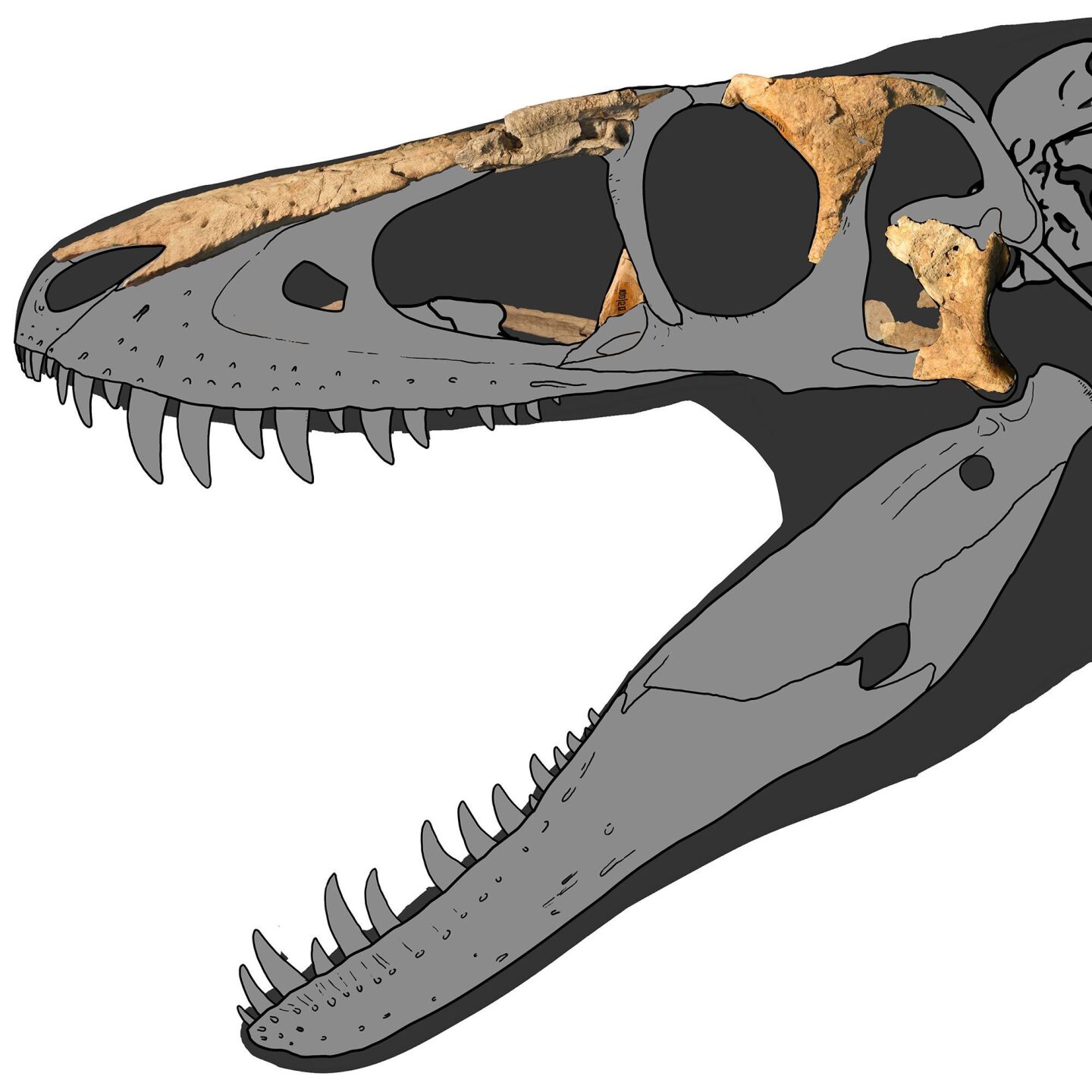 Treatment asia ロンT dinoworks Dragon prince' dinosaur discovery is changing how scientists