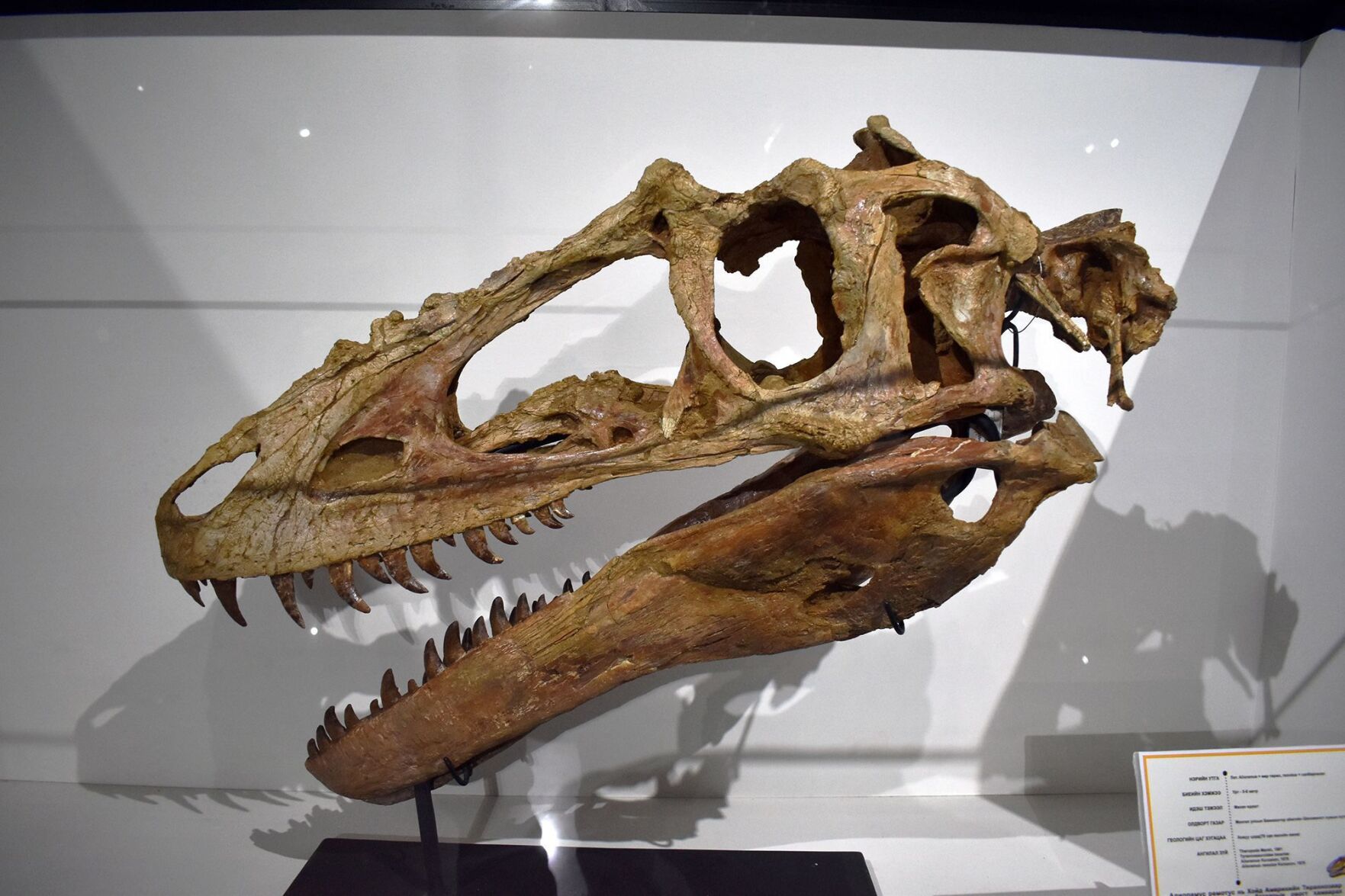Dragon prince' dinosaur discovery is changing how scientists