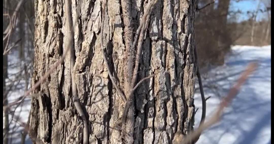 Yes Trees Really Can Explode In The Cold Video Waaytv
