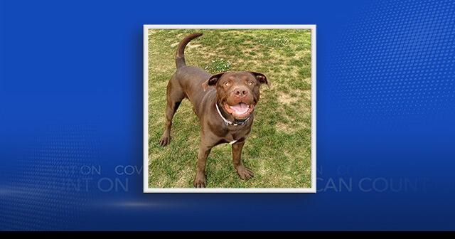 Madison Animal Control seeks home to save ‘sweet boy’ from euthanasia