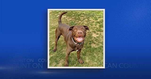 Madison Animal Control seeks home to save ‘sweet boy’ from euthanasia
