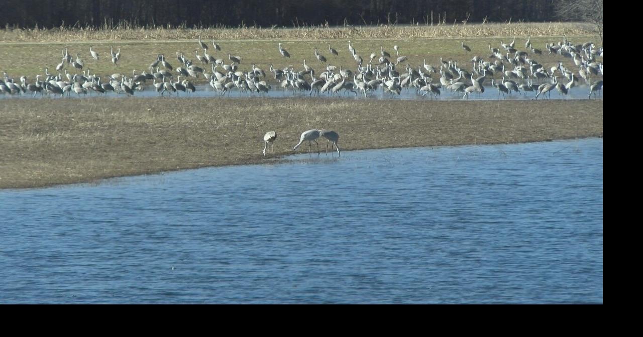 Decatur celebrates migration of cranes with Festival of the Cranes