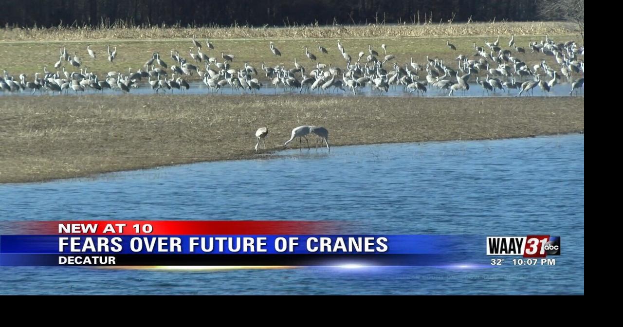 Festival of the Cranes Held at Wheeler Wildlife Refuge Video