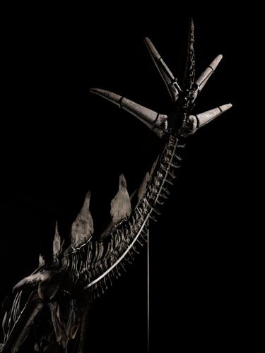 ‘Virtually complete’ Stegosaurus fossil goes on sale - but not everyone is happy