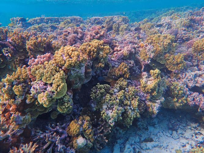 Coral bleaching on Australia’s Great Barrier Reef reaches ‘catastrophic’ levels, study finds