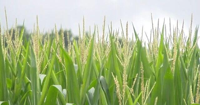 North Alabama farmers weigh benefits and challenges of recent rainfall